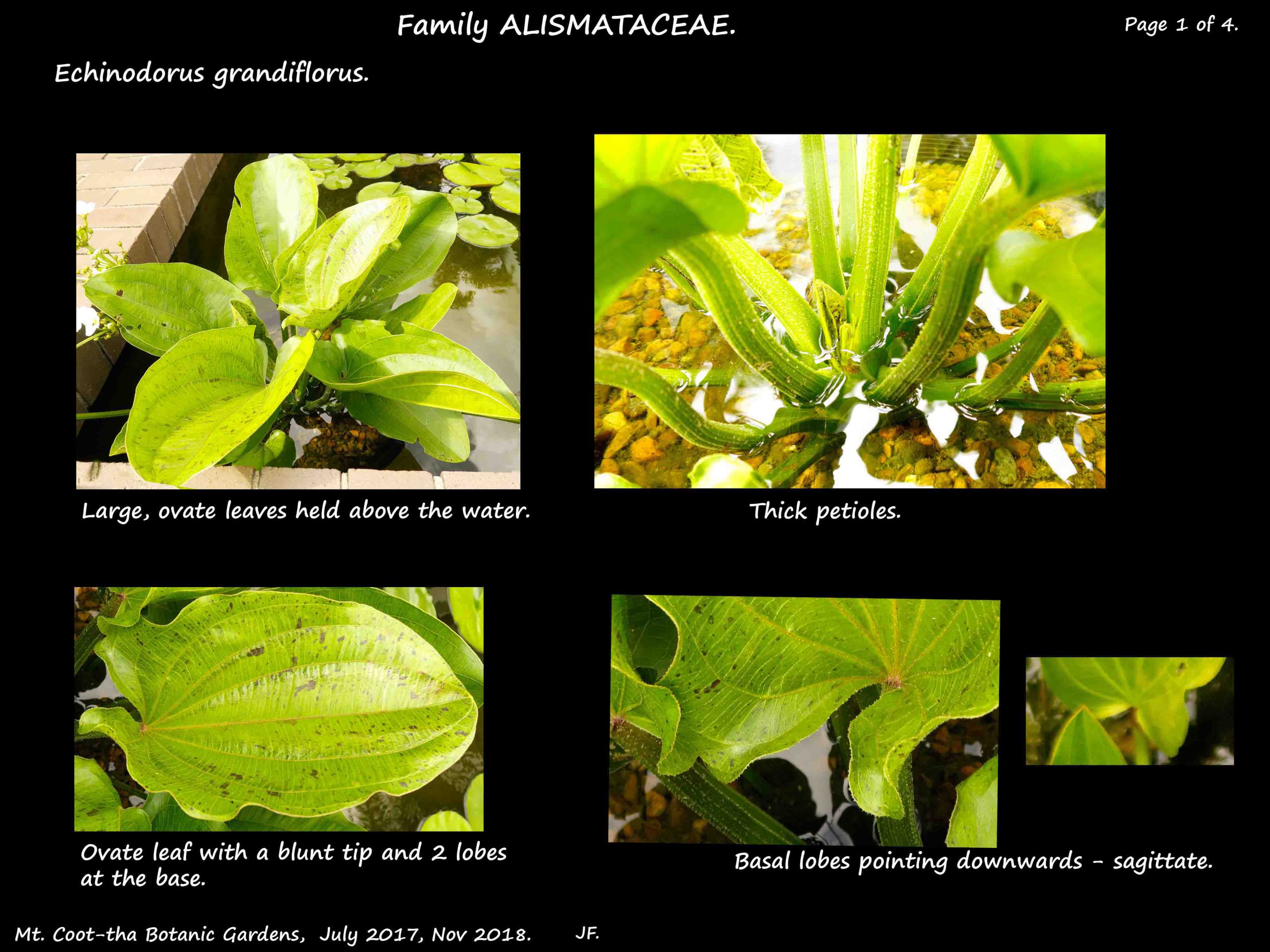 1 Echinodorus plants & leaves